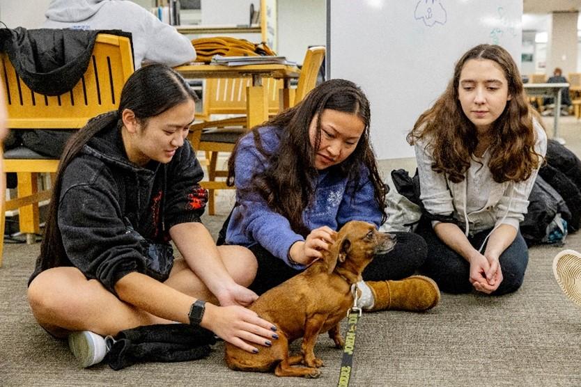 Three young women pet a small dog
