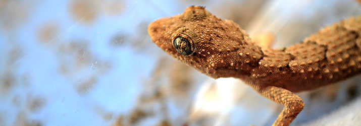 Ecology & Evolutionary Biology photo of lizard