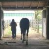 Horse in the Barn at Ohio University Southern