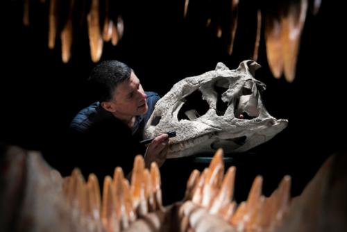 Larry Witmer touching dinosaur skeleton head
