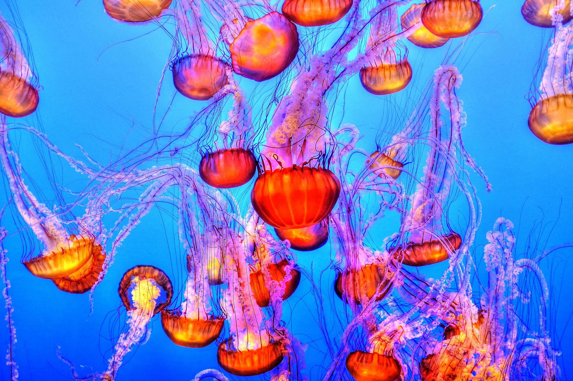 Jellyfish swimming