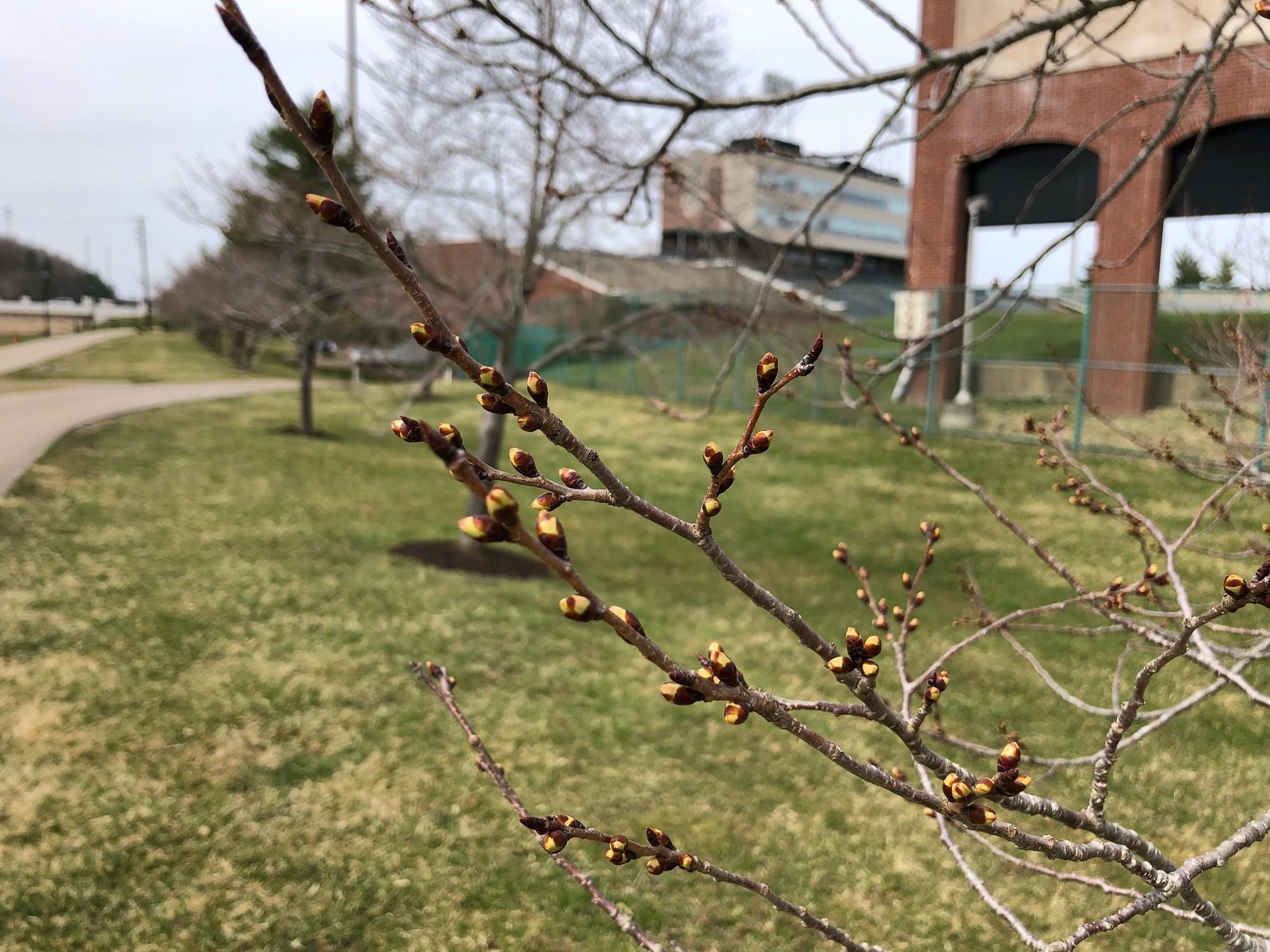 2021_cherrytrees_0317_3