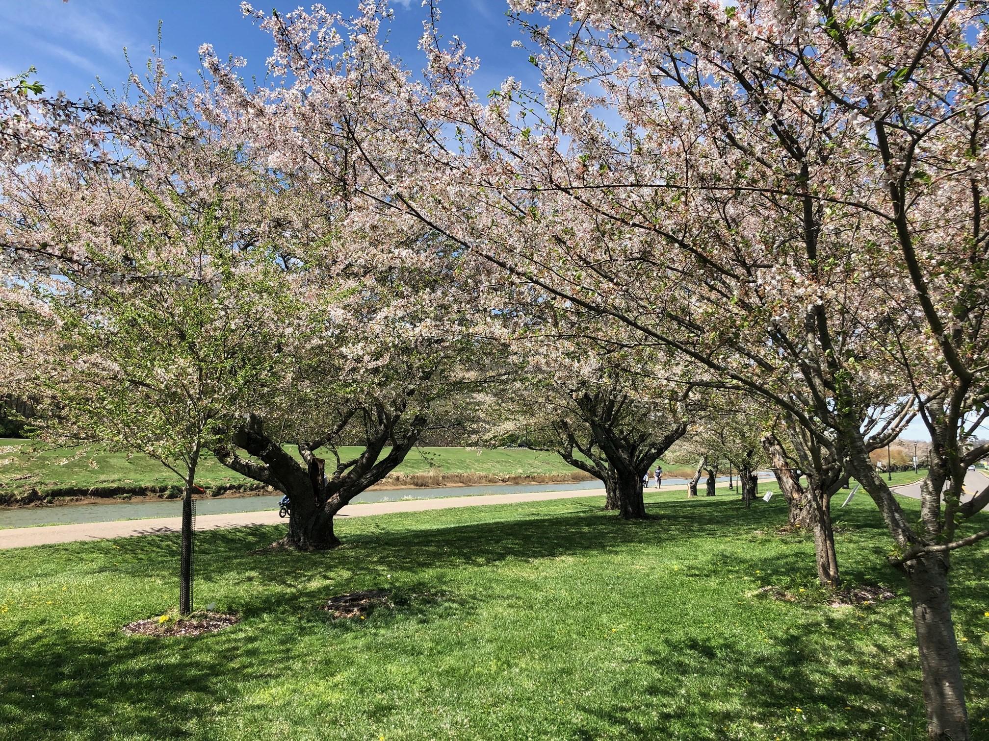 2021_cherryblossoms_0409 (4)