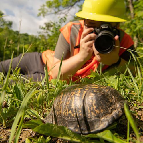 Ohio University student in the field takes photographs of a turtle