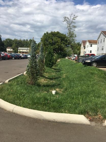 Patton Hall bioswale