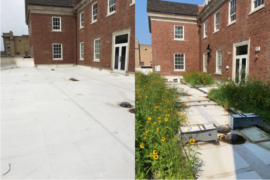 Schoonover Center Green Roof