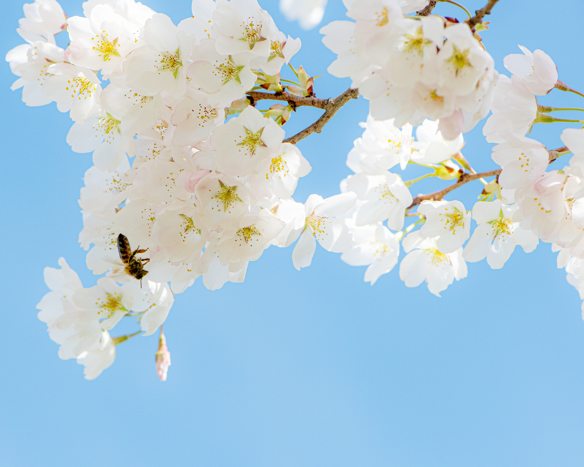 A honey bee collecting pollen from a blooming Cherry Blossom flower