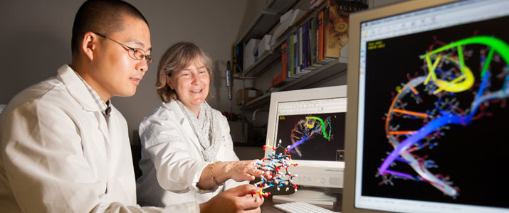 Dr. Chunxi Zeng and Professor Jennifer V. Hines in the Biochemistry Research Facility Ohio University. © Ohio University / Photo by Jonathan Adams