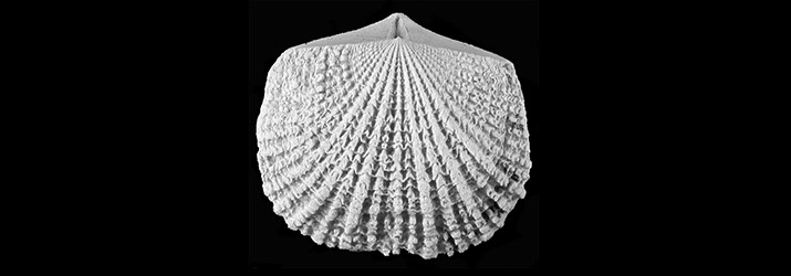 Glyptorthis, one of the species of brachiopods studied. Image: David Wright.