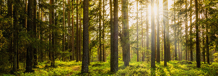 Plant & Forest Ecology photo of forest at sunset