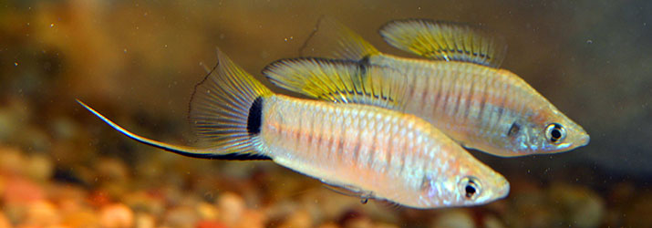Image of Multilineatus fish