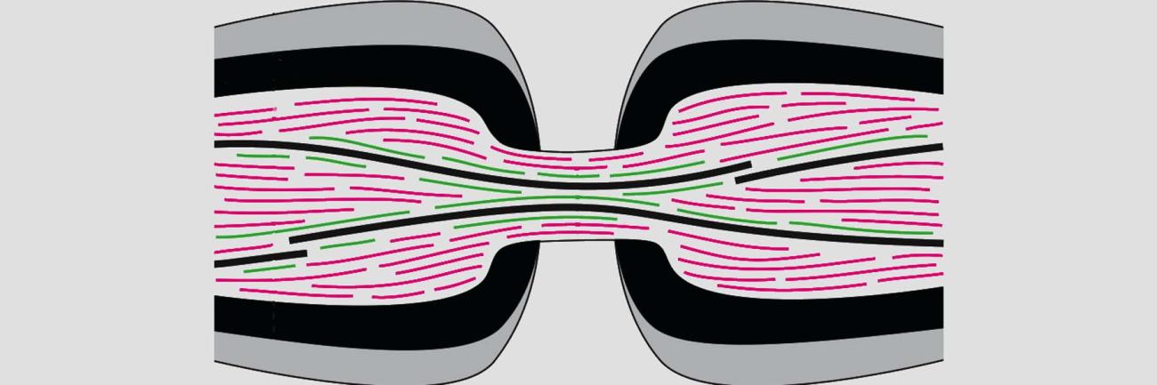 Physics of Biological Systems illustration