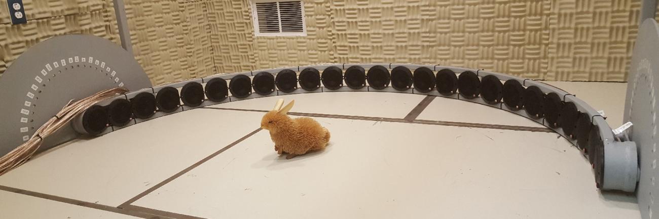 Rabbit in a hearing experiment