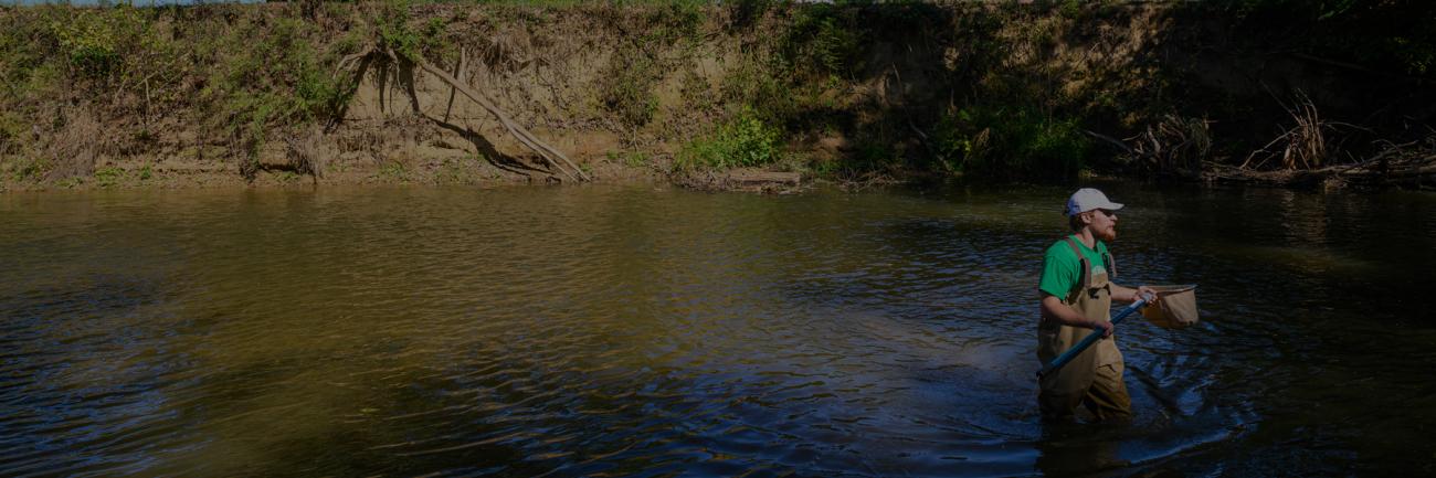 OHIO Biology student searching for macroinvertebrates 