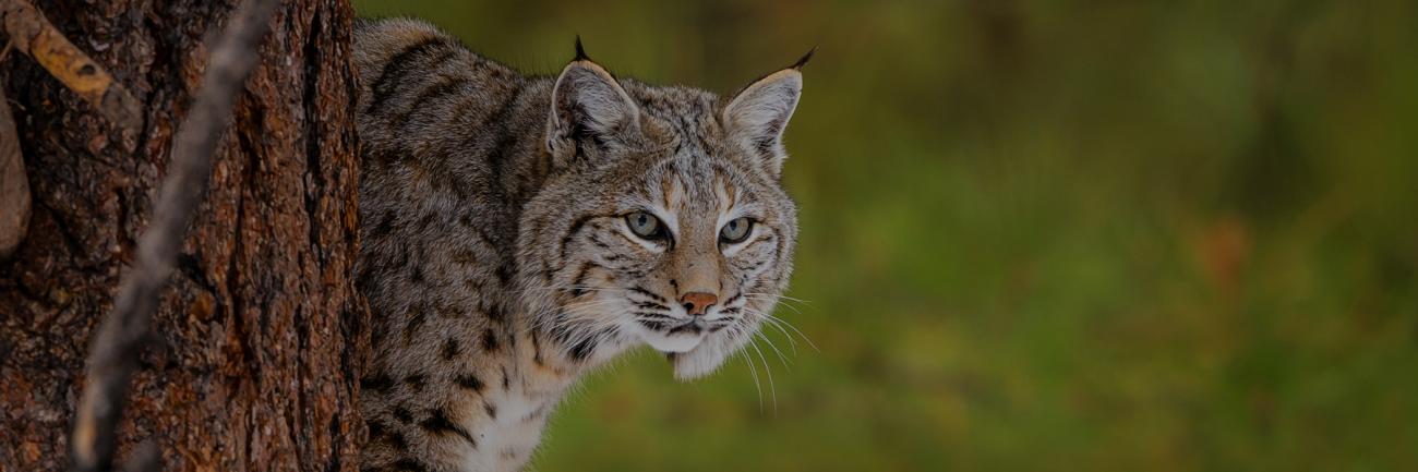 A bobcat in the wild