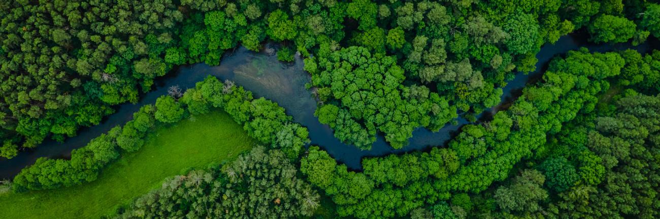 river winding through a forested area