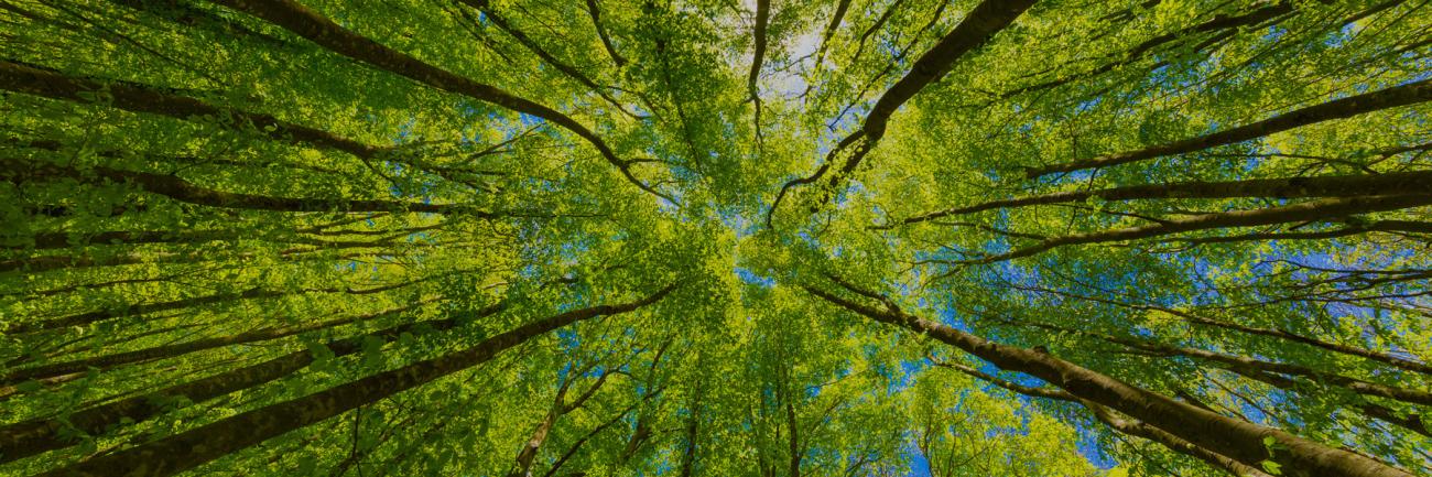 Ground-up view into a canopy of trees