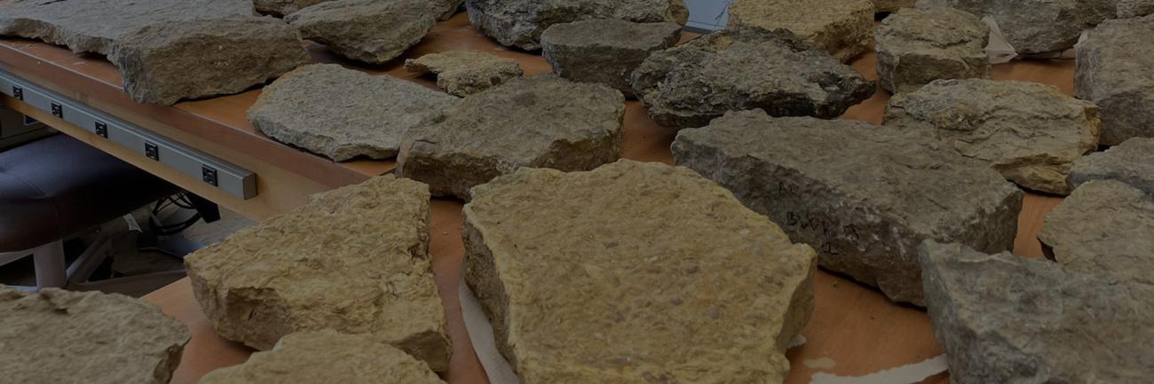 Ian Forstyhe with fossils collected in the field back in the lab in Clippiner