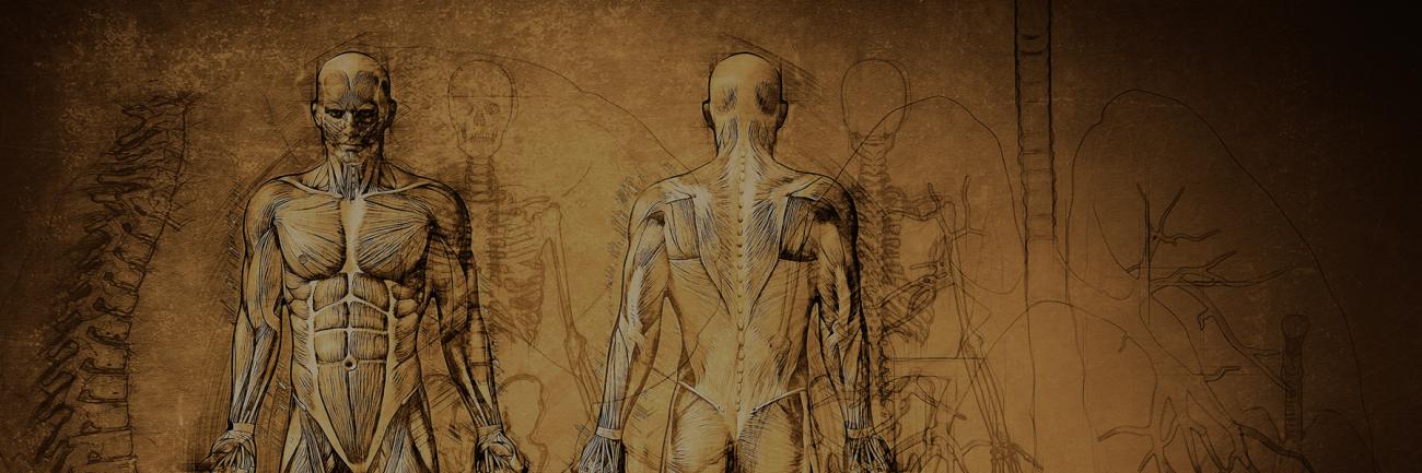 Sepia-toned illustrations of human body