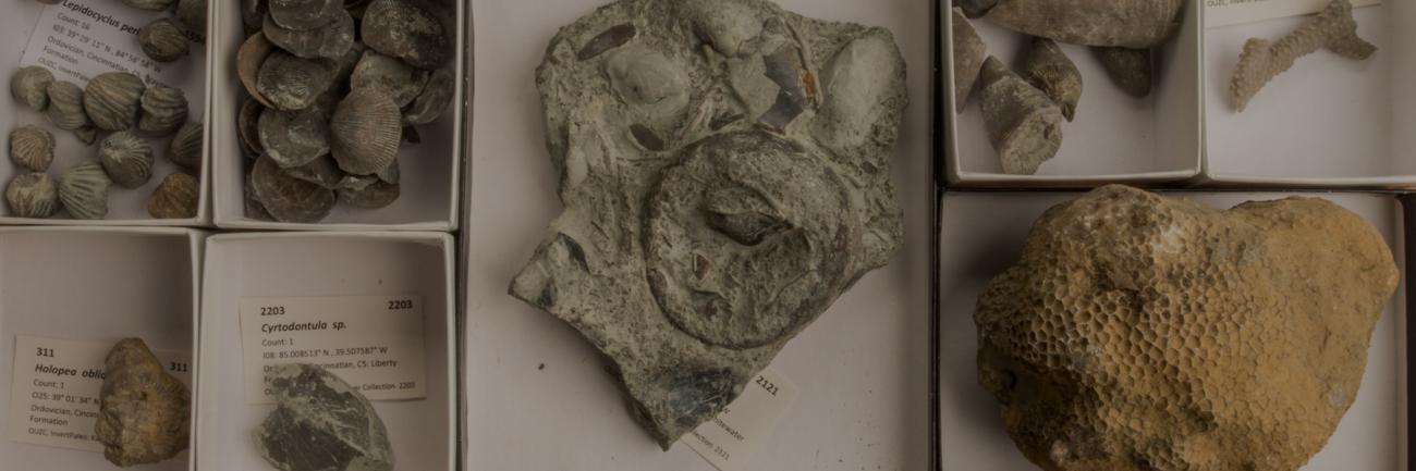 Fossils collected by Dr. Alycia Stigall in southern Ohio