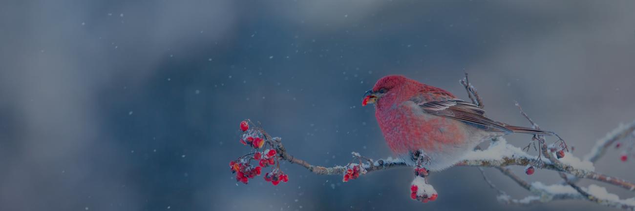 A male cardinal on a winter branch