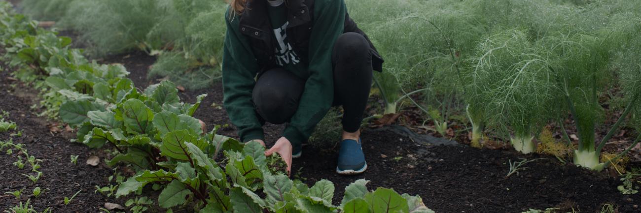 A student at the OHIO Student Farm