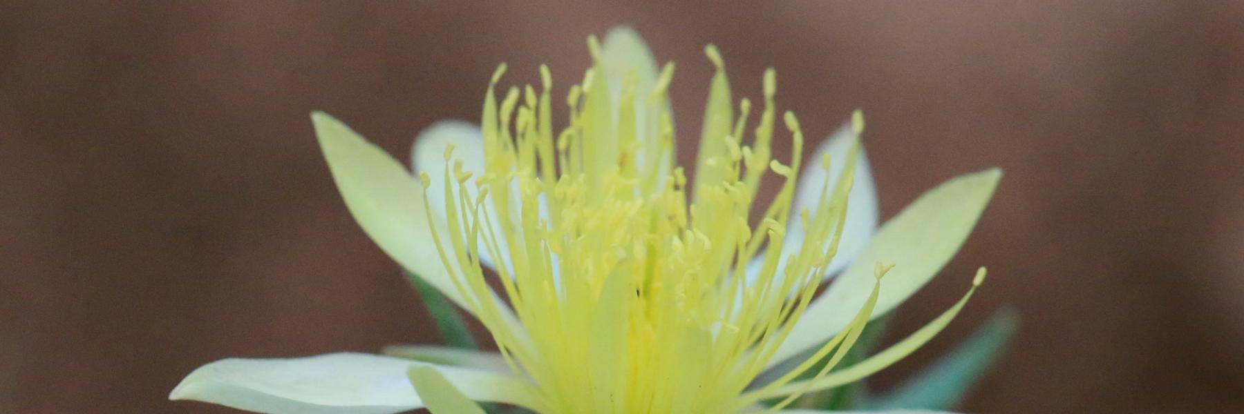 Mentzelia procera, a yellow desert flower