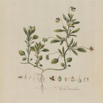 Viola tricolor, a plate from Flora Londinensis by William Curtis, 1773