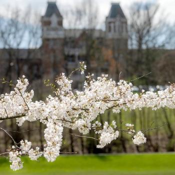 Focus on Cherry Blossom branch in front of OHIO building