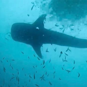 Faith Pape encounters marine wildlife while diving in Thailand, part of her extensive work on marine ecosystem health and protection.