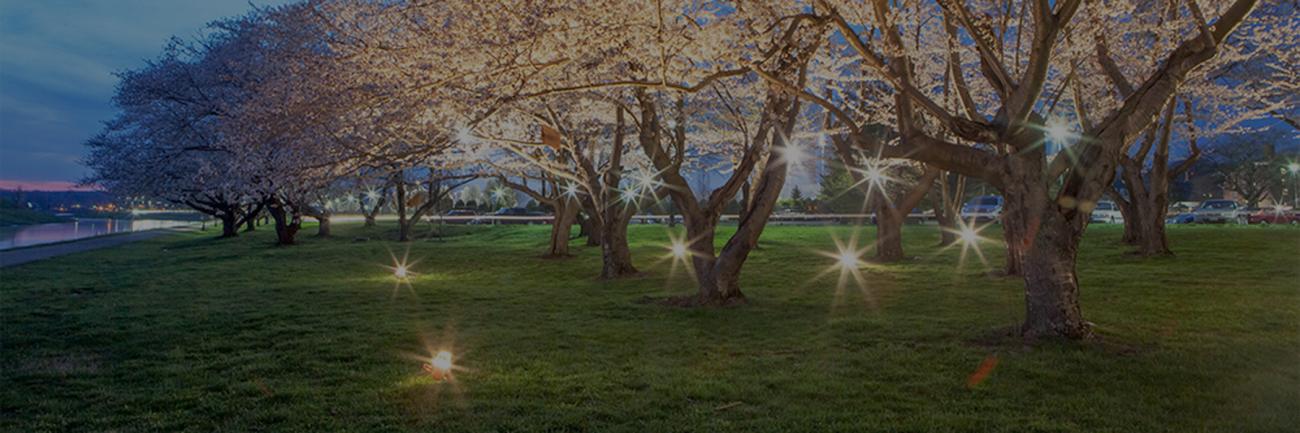 The cherry blossoms spotlighted at night