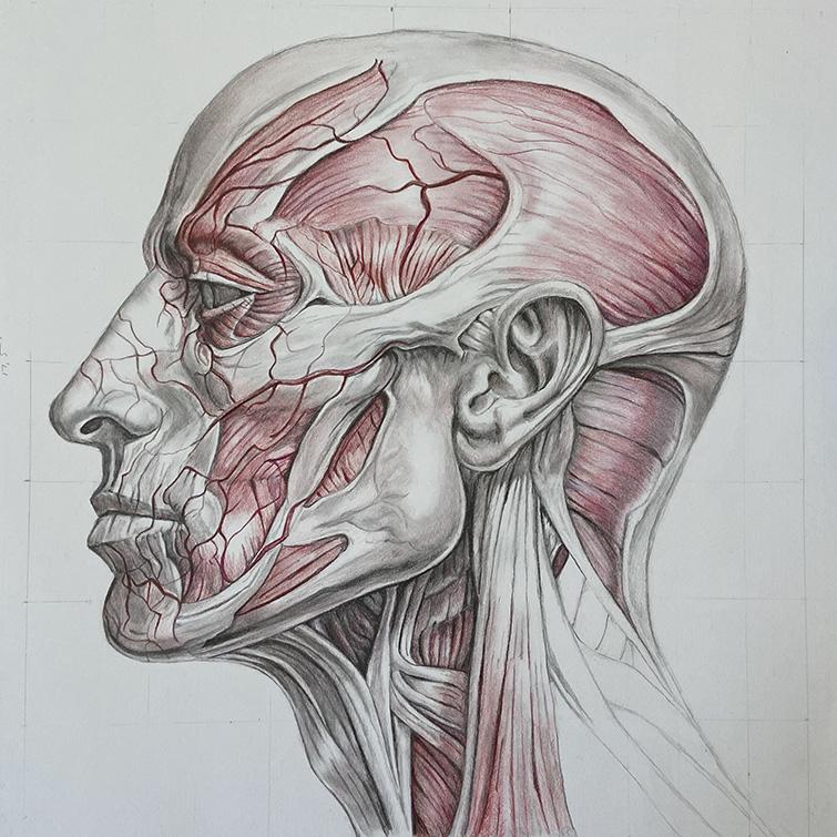 Medical illustration of a human head