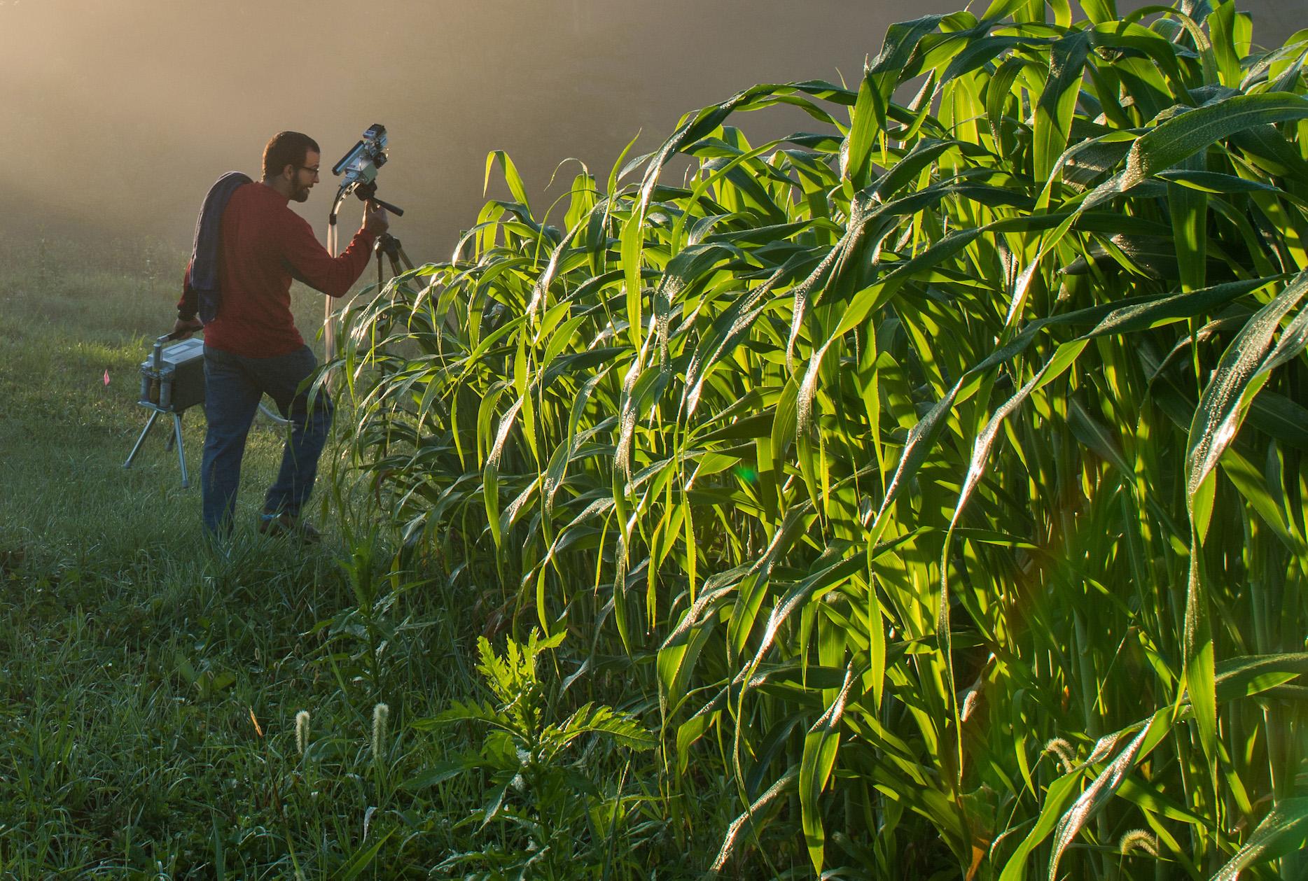 A male student walks through a cornfield while carrying science equipment