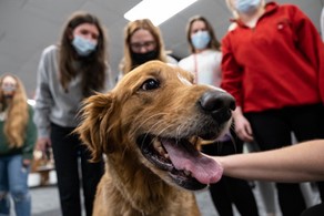 Photograph of the therapy dog named Dug visiting with students during a Finals by Alden event. 