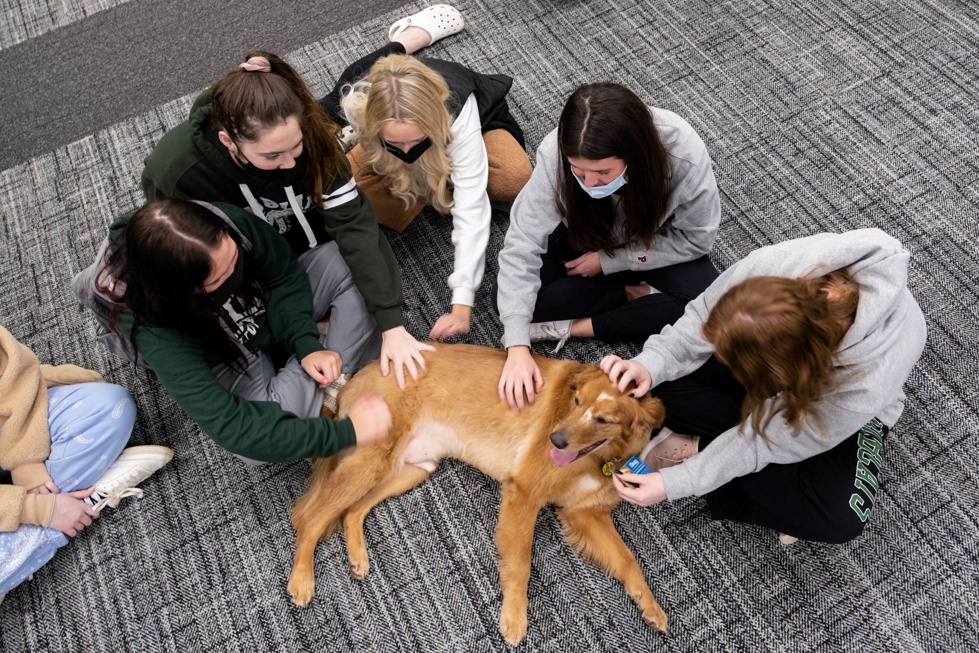 Picture of Dug the Therapy Dog getting lots of pets from students