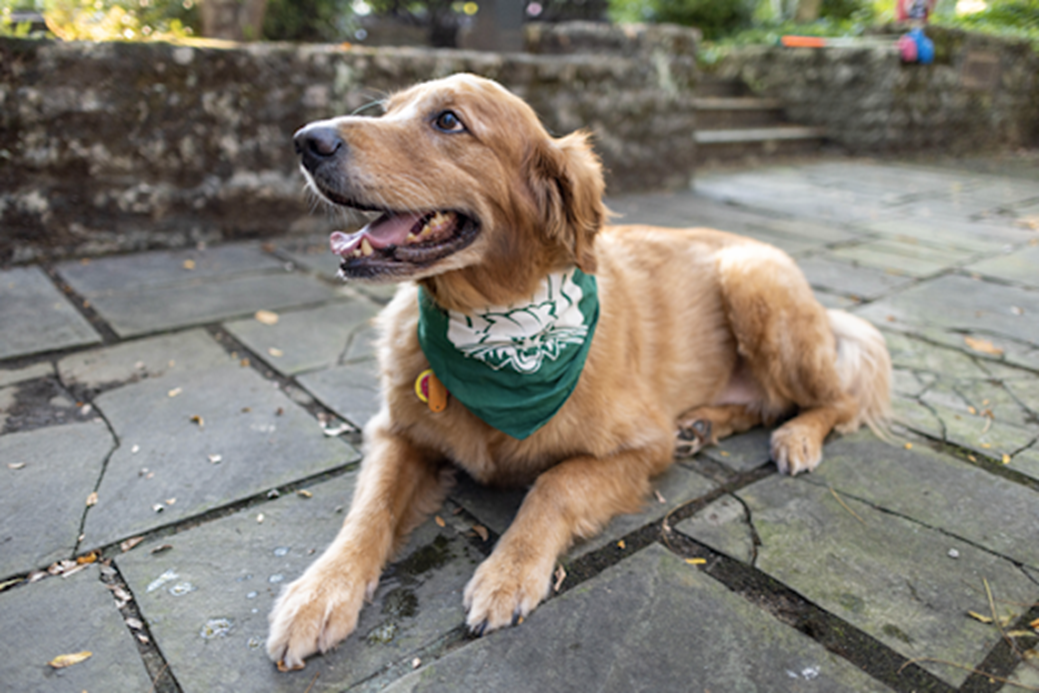 Picture of Dug the Therapy Dog laying outside with a green bandana 