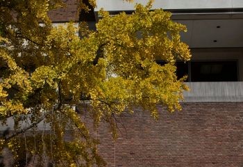 Ginko tree outside Alden Library's Park Place entrance in full bloom