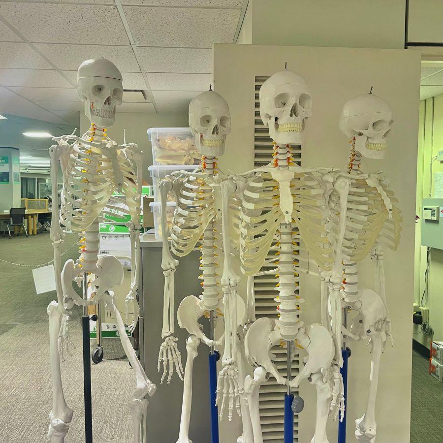 Four articulated human skeleton models for check out at Alden Library