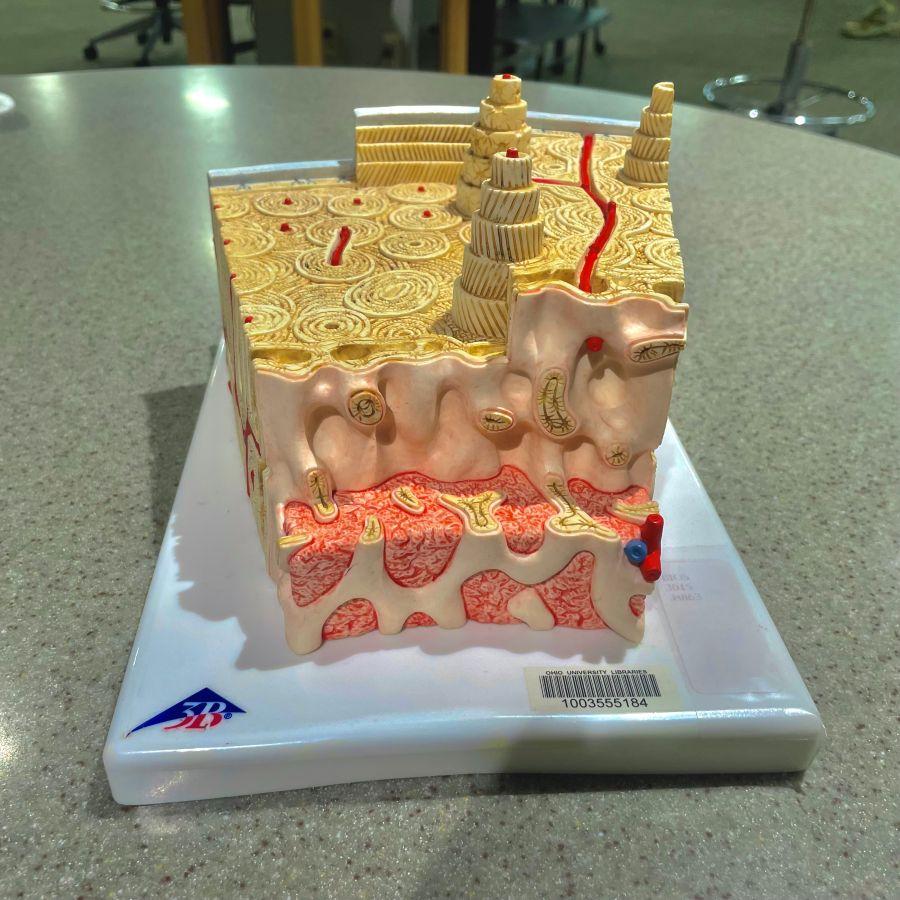 Enlarged cross section model of human bone available for check out at Alden Library