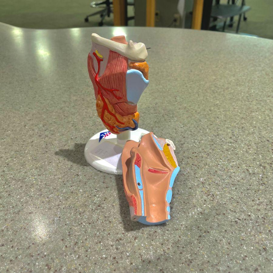 Two part larynx model available for check out at Alden Library