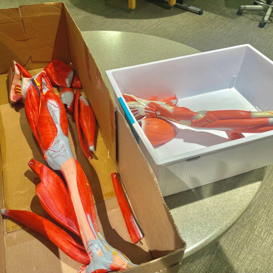 Leg and Arm muscle models available for check out at Alden Library