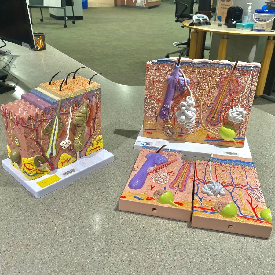 Enlarged cross section skin models available for check out at Alden Library