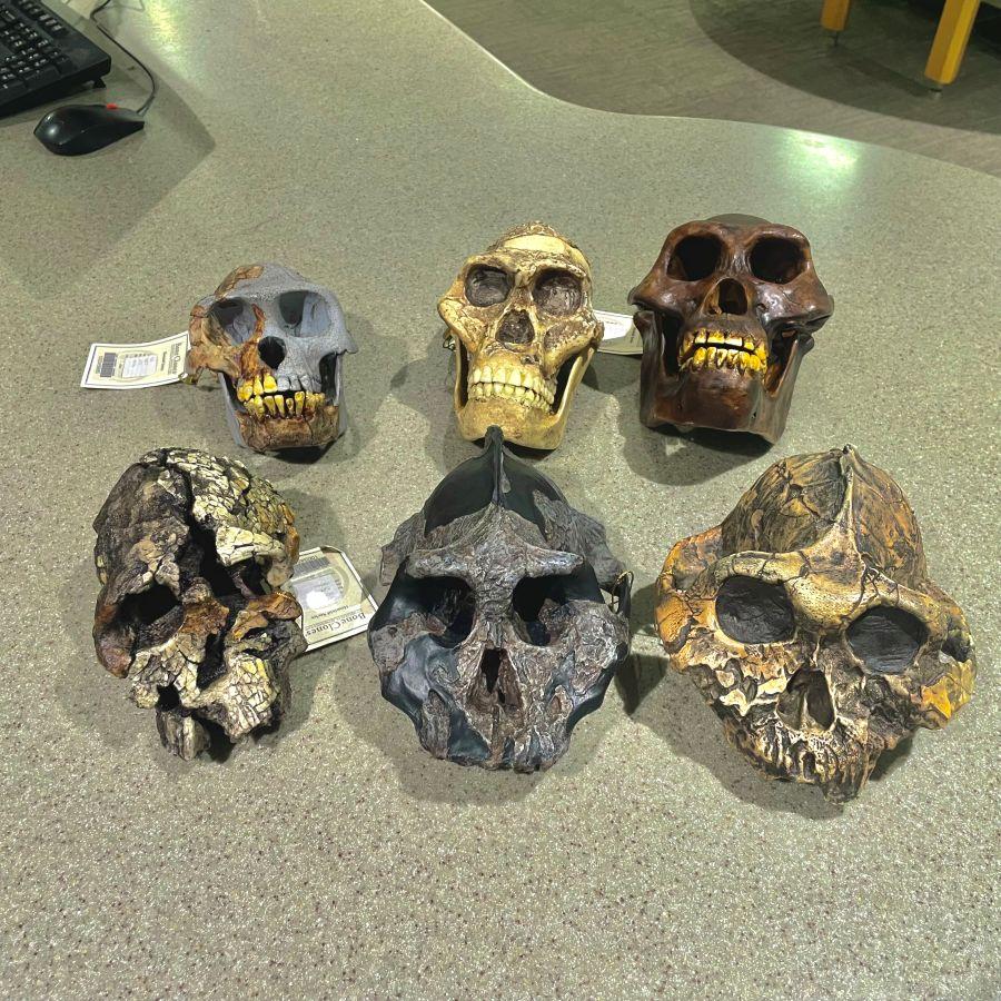 Examples of early hominin skull models available for check out at Alden Library