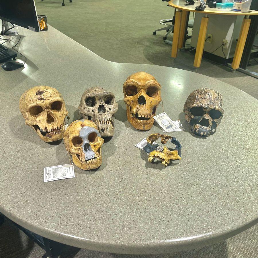 Examples of early Homo species skull models available for check out at Alden Library