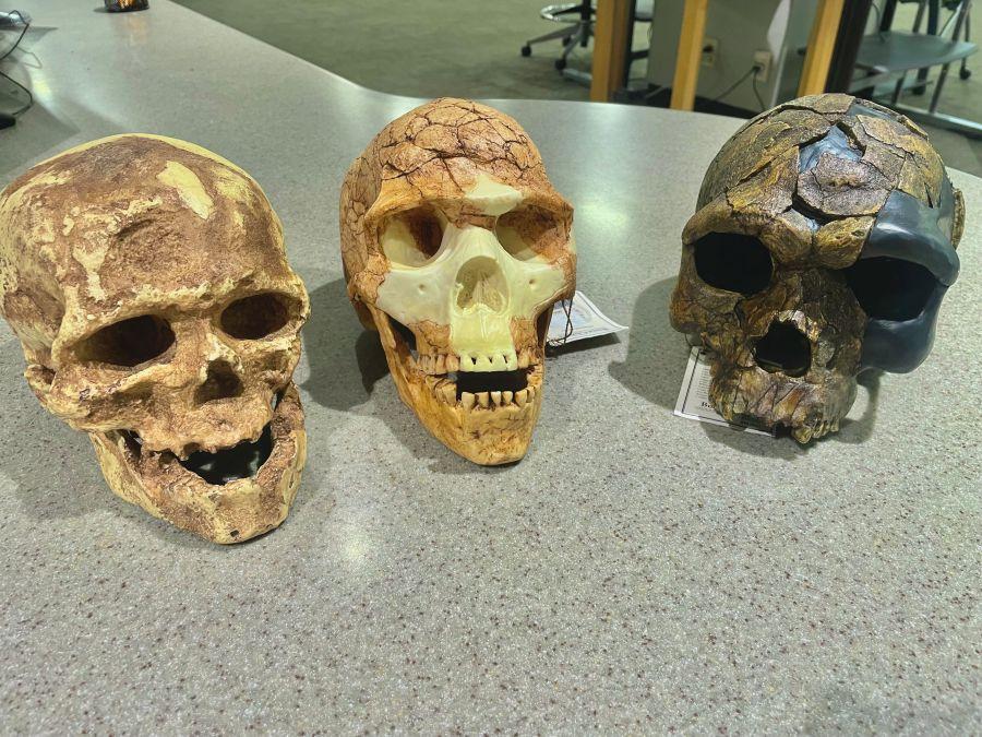 Early Homo sapiens skull models available for check out at Alden Library