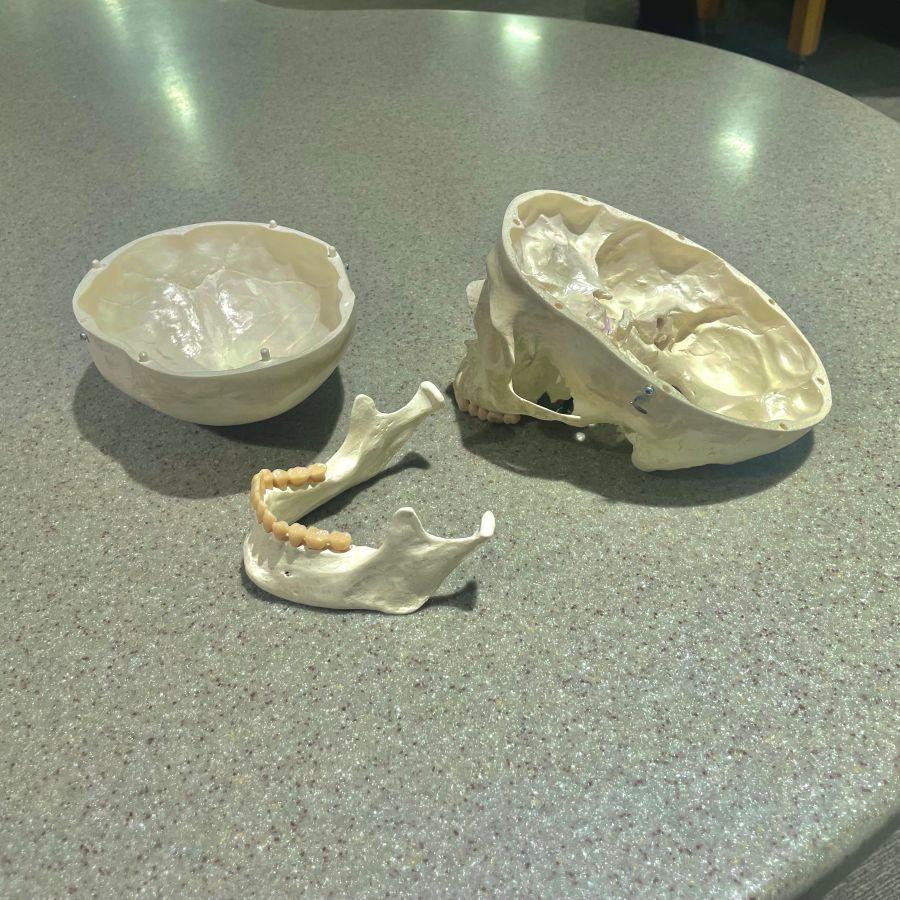 Three part human skull models available for check out at Alden Library