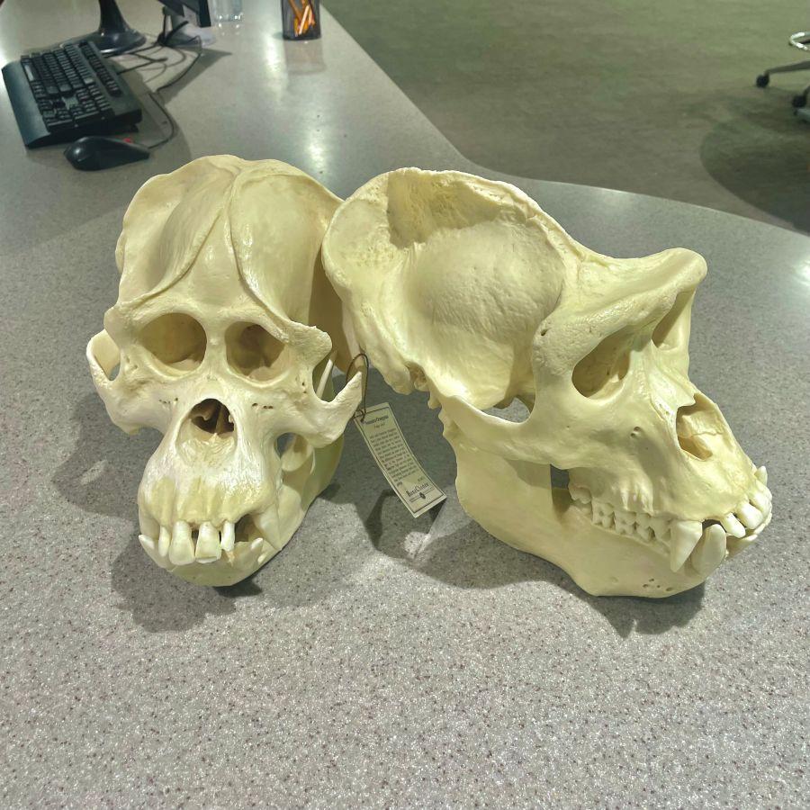 Orangutan and Gorilla skull models available for check out at Alden Library