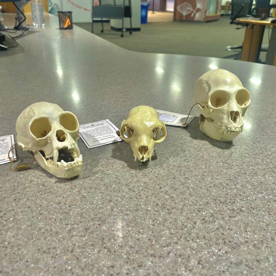 Examples of small primate skull models available for check out at Alden Library