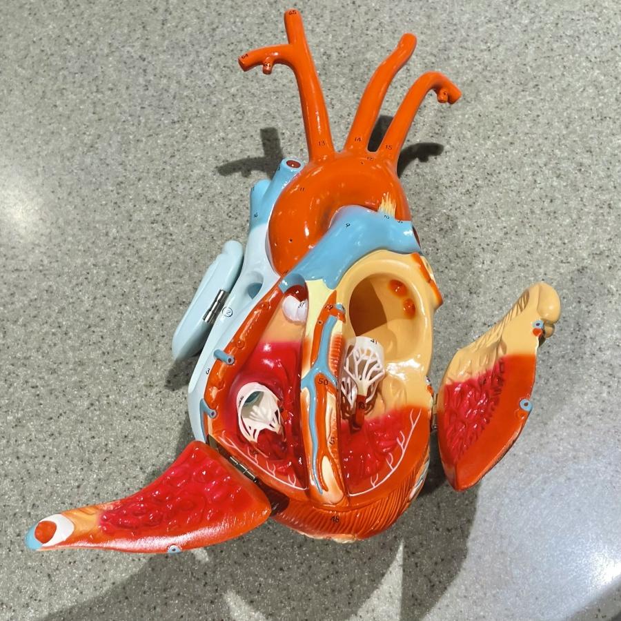 Model heart with open chambers