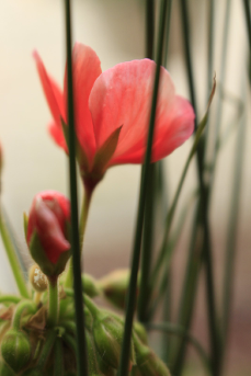 Close-up of a rose in morning light